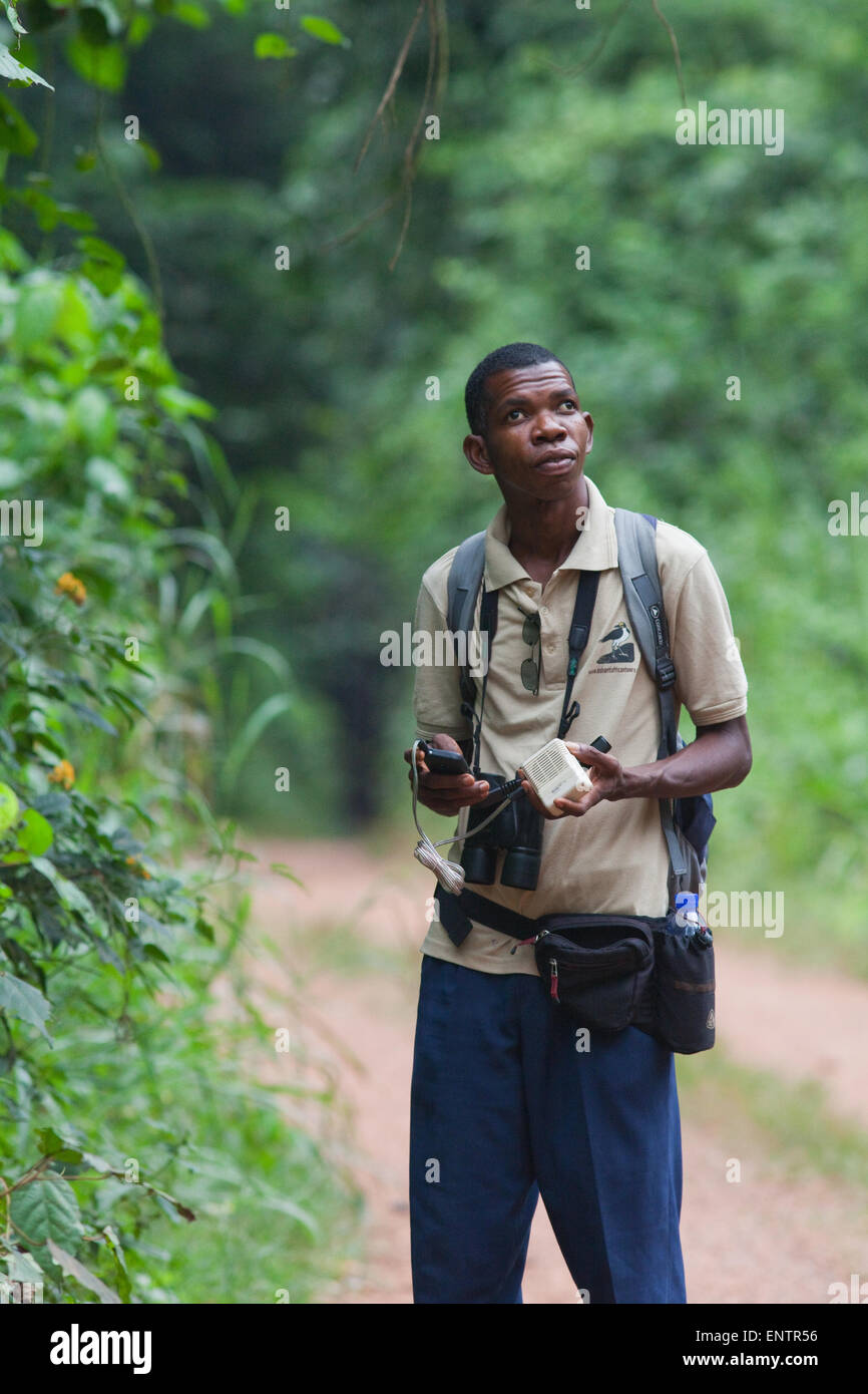 Bird Guide; Judicious use of playback of bird calls, may bring in closer wild birds of the same species. Ghana. West Africa. Stock Photo