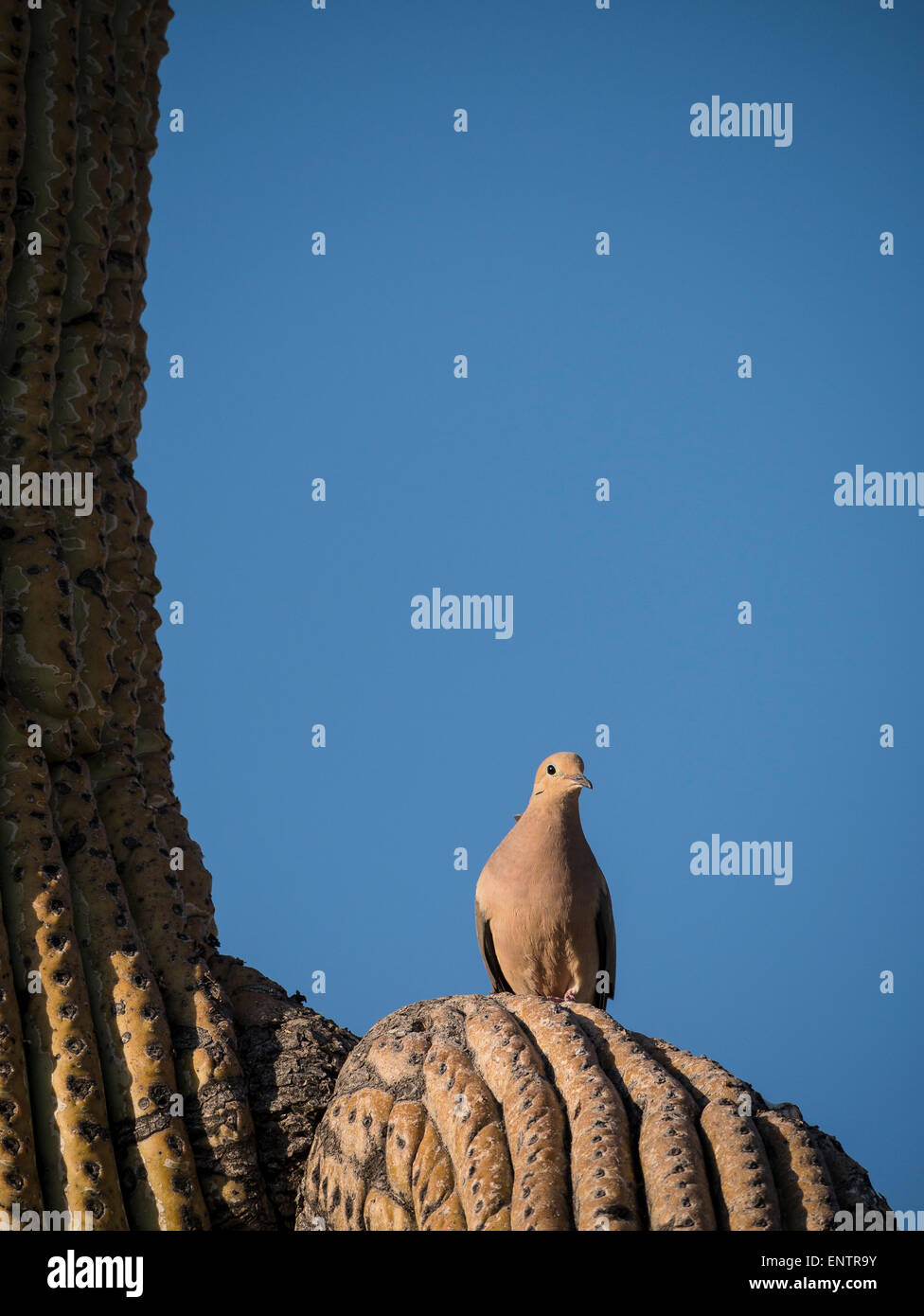 Mourning dove (Zenaida macroura) on a saguaro, Lost Dutchman State Park, Apache Junction, Arizona. Stock Photo