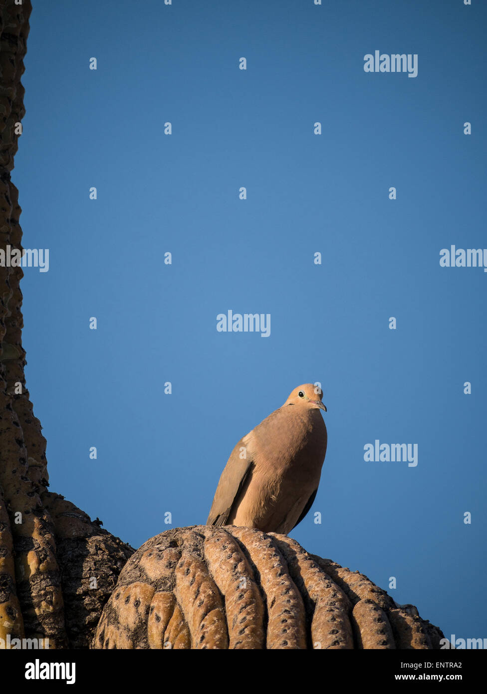 Mourning dove (Zenaida macroura), chest expanded, on a saguaro, Lost Dutchman State Park, Apache Junction, Arizona. Stock Photo