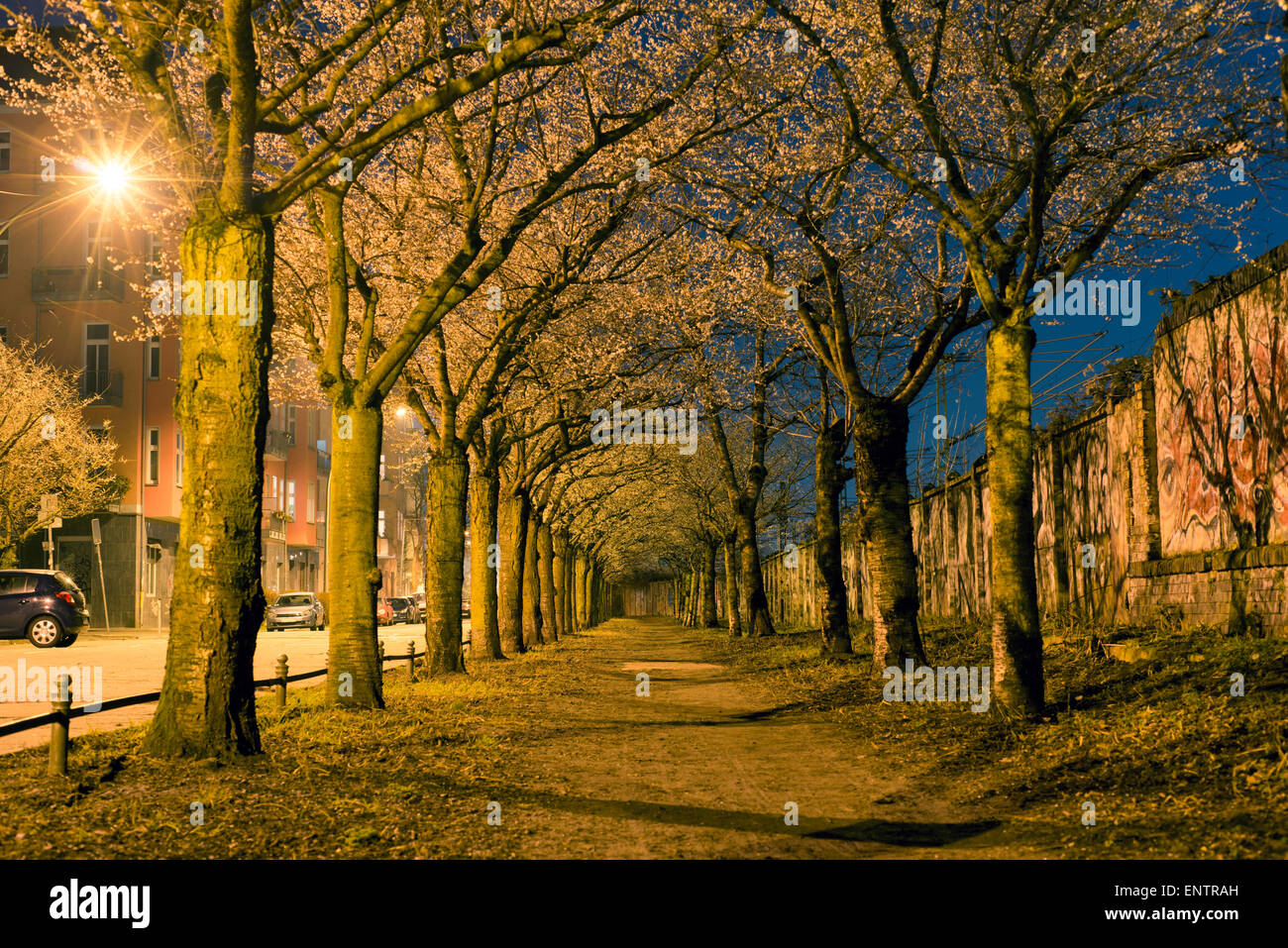 alley of blossom cherry trees in night city Stock Photo