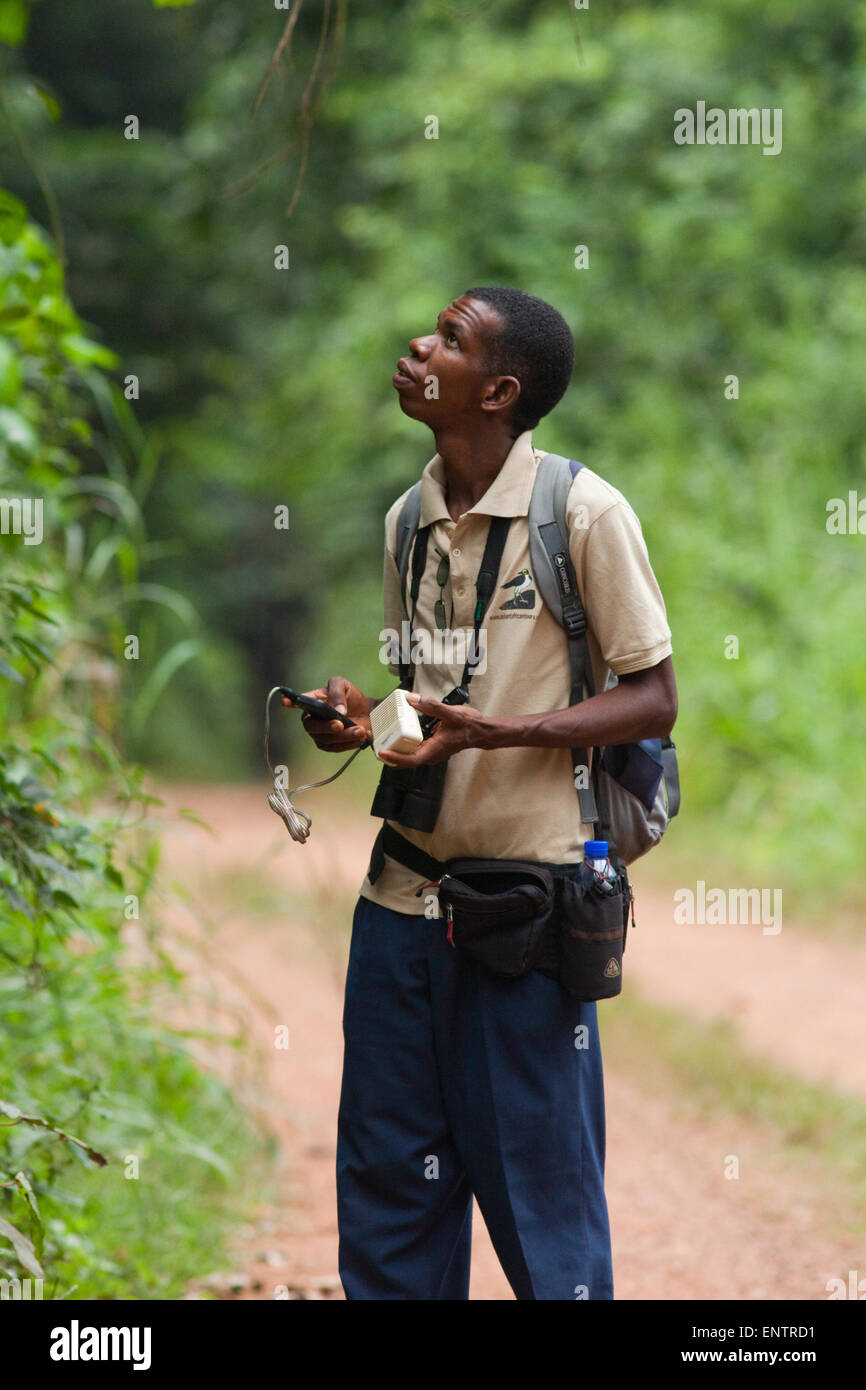 Bird Guide; Judicious use of playback of bird calls, may bring in closer wild birds of the same species. Ghana. West Africa. Stock Photo