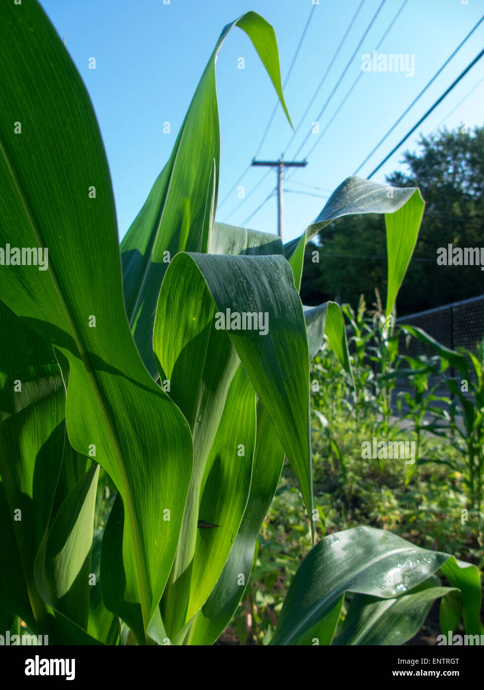 Corn stalks at the Manton Bend Community Garden in Providence, Rhode Island Stock Photo