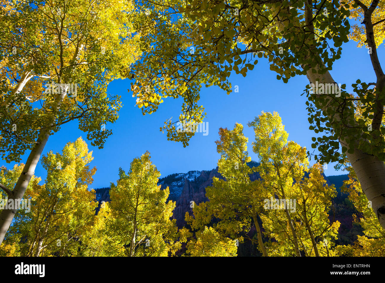 Backlit quaking aspen trees (Populus tremuloides) in Telluride, Colorado. Stock Photo