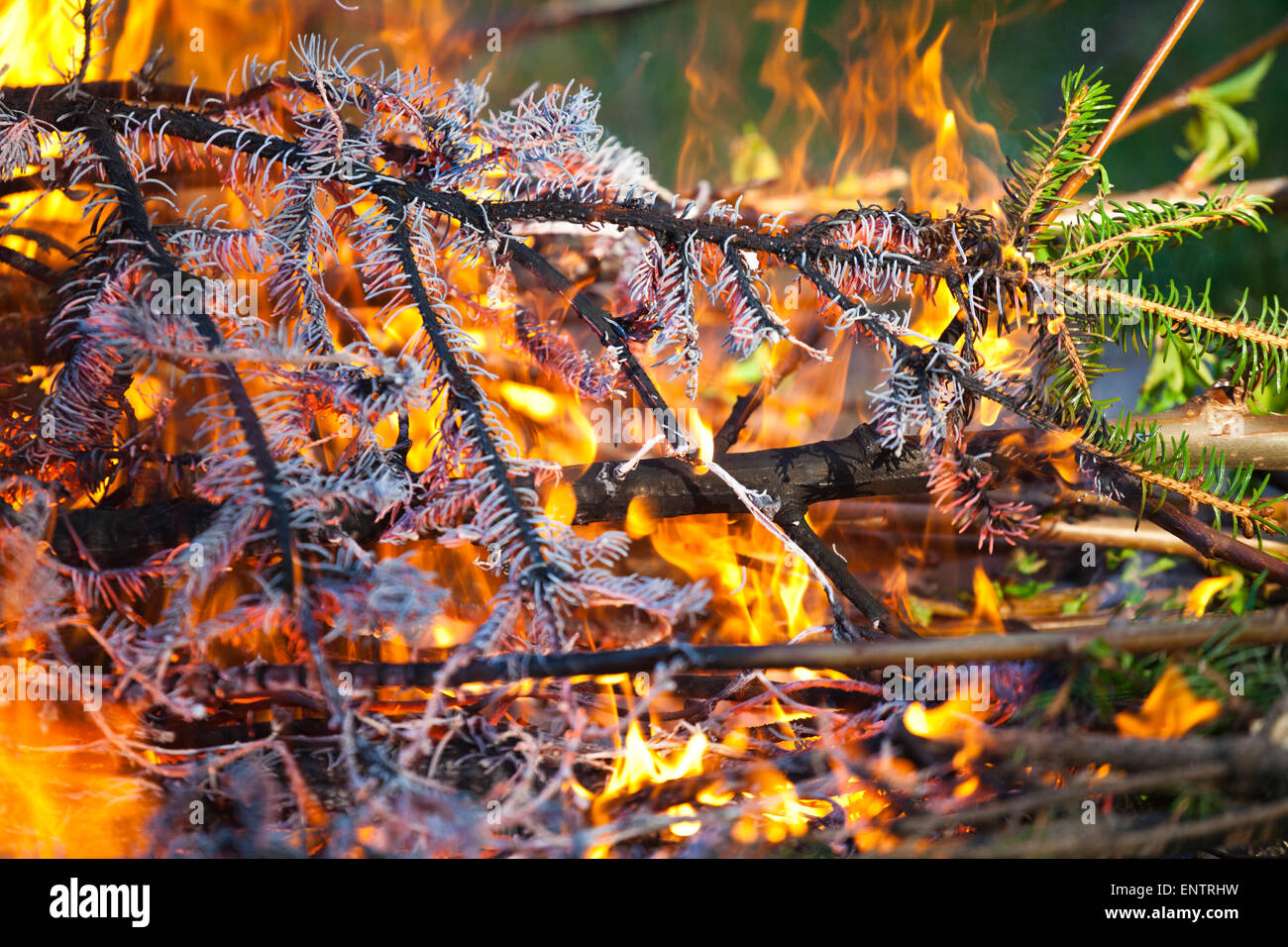 Burning Pine Tree Branches High Resolution Stock Photography and Images