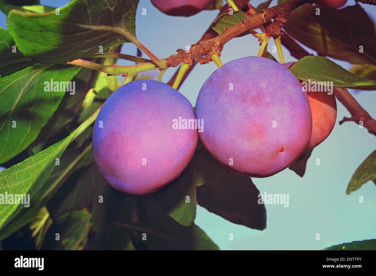 Two large ripe plum among green leaves on a tree branch. Stock Photo