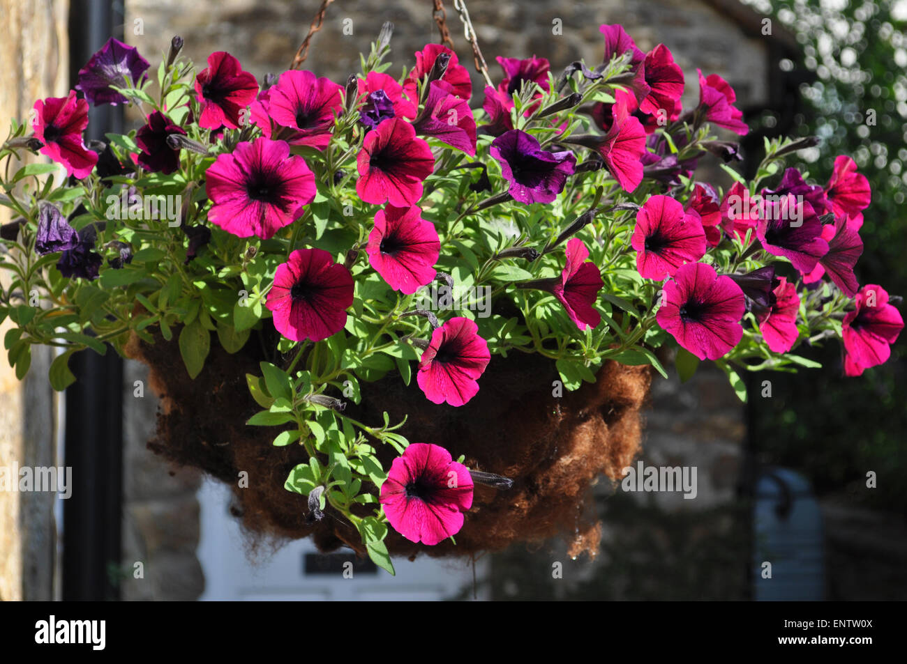 Trailing petunias in a hanging basket. Stock Photo