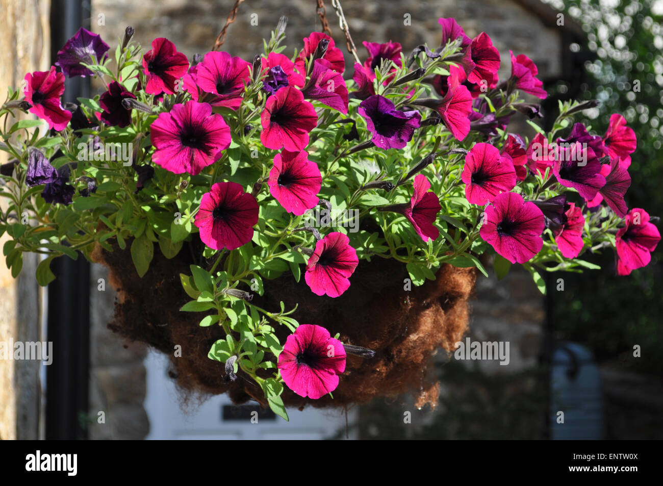 Trailing petunias in a hanging basket Stock Photo Alamy