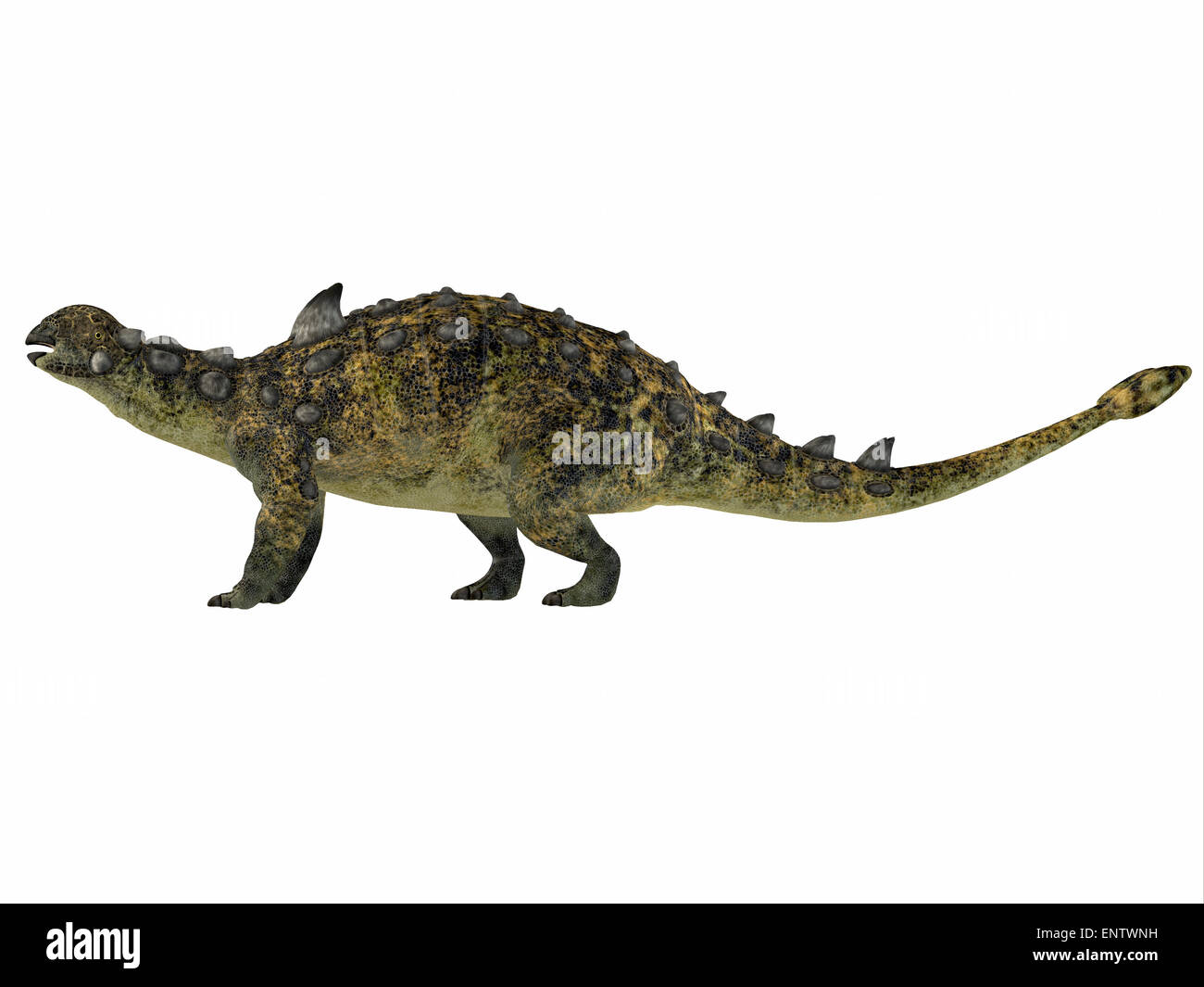 Download Dinosaur Dinosaur Euoplocephalus High Resolution Stock Photography And Images Alamy