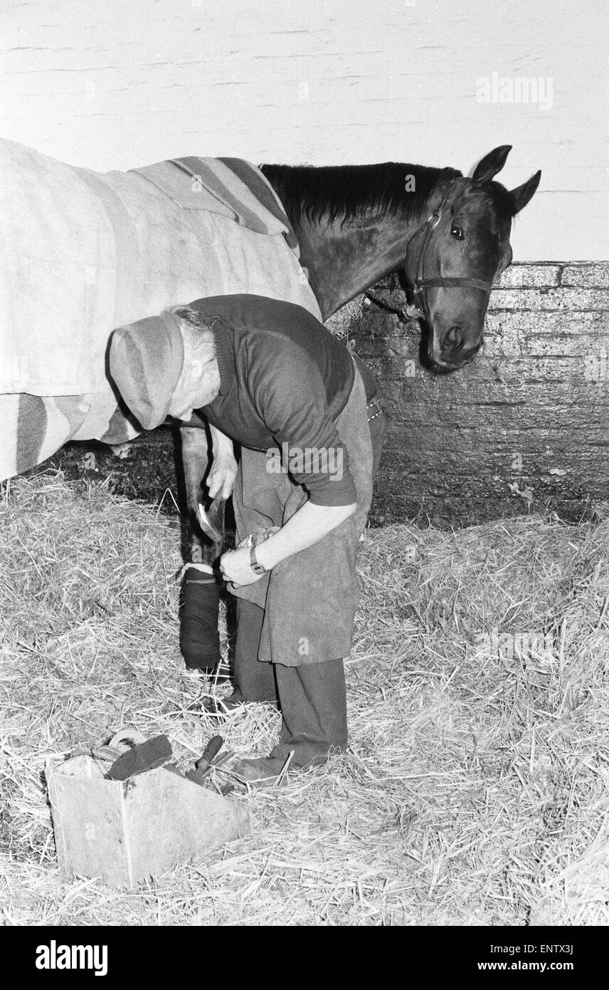 The famous champion racehorse Red Rum, in active retirement at Ginger McCain's stables in Southport, Merseyside, is attended to by blacksmith Bob Marshall. 26th March 1980. Stock Photo