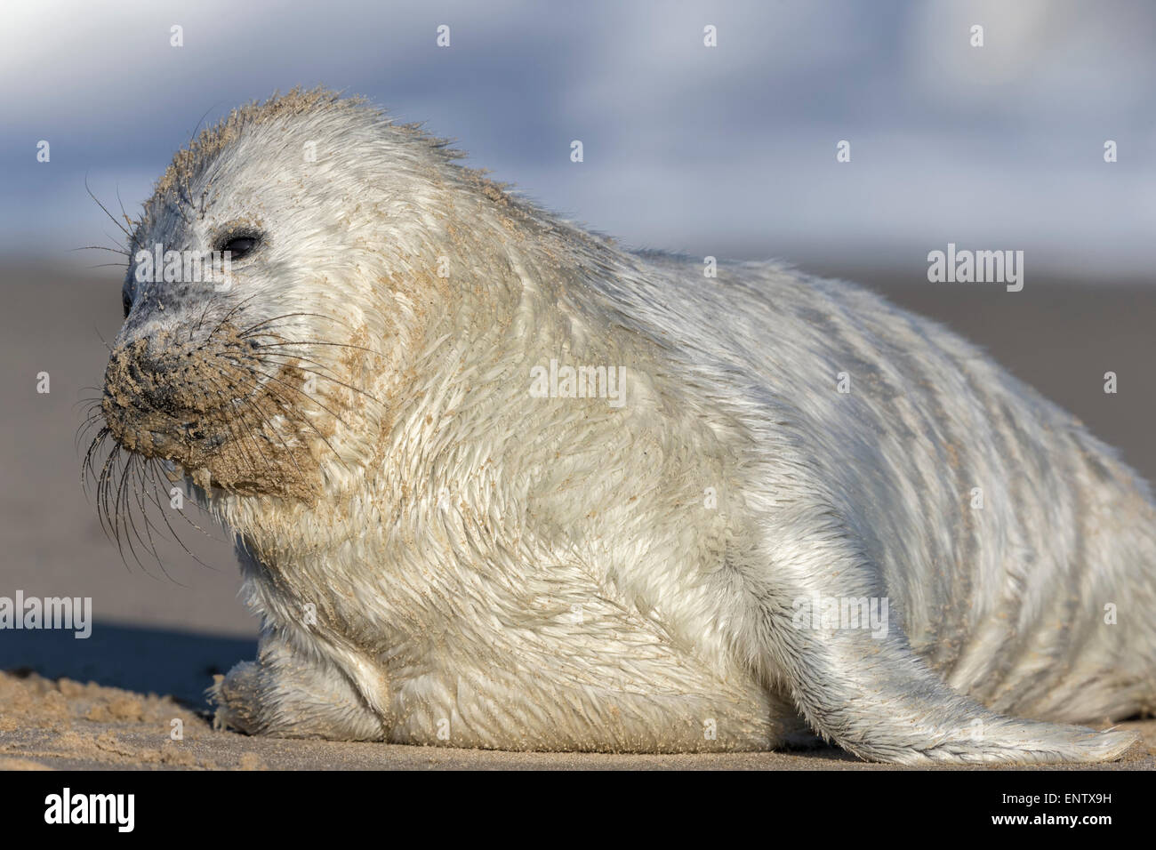 Atlantic Grey Seal pup - Halichoerus grypus Stock Photo