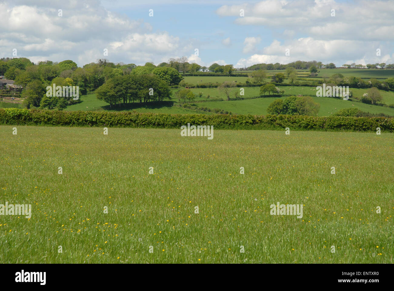 Typical English rural landscape in early summer, nr Tavistock, Devon, England Stock Photo