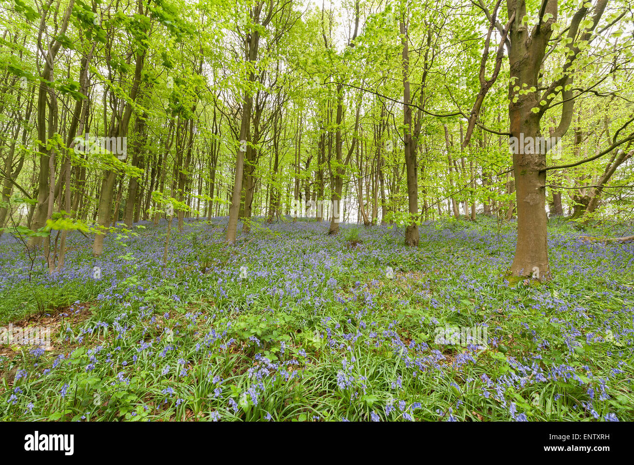 lots of wild bluebells flowers in springtime meadow under deciduous sweet chestnut  tree leaf canopy open woodland clearing Stock Photo