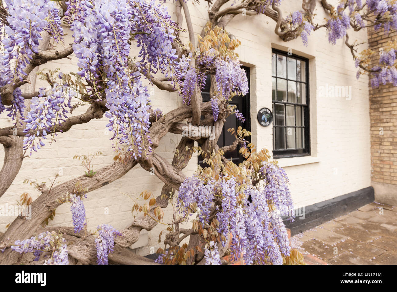 White wash painted brick wisteria cottage with old mature purple mauve wisteria shrub in full bloom coating listed building II Stock Photo