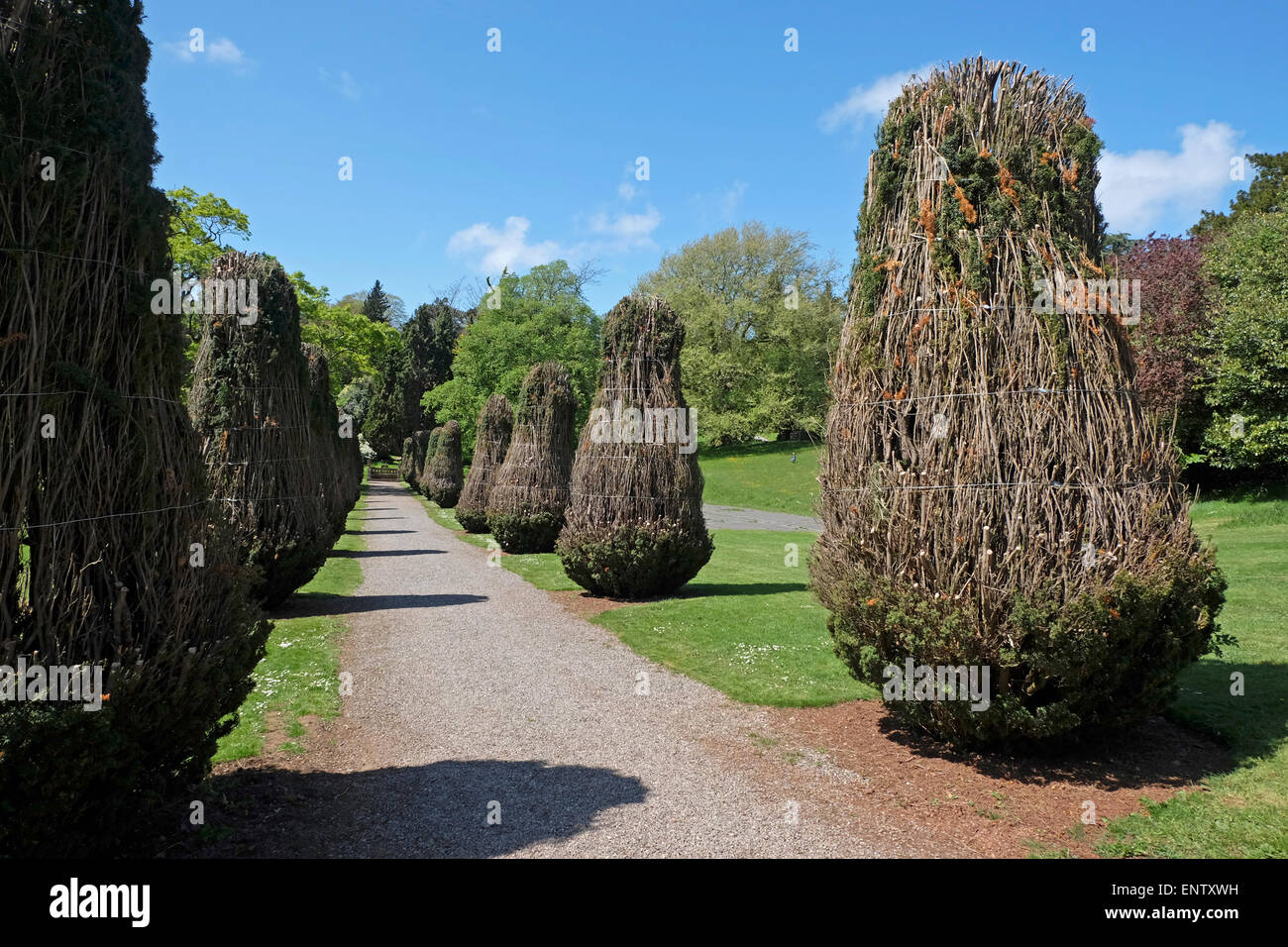 Protected trees at Tyntesfield Wraxall, Bristol, North Somerset, UK
