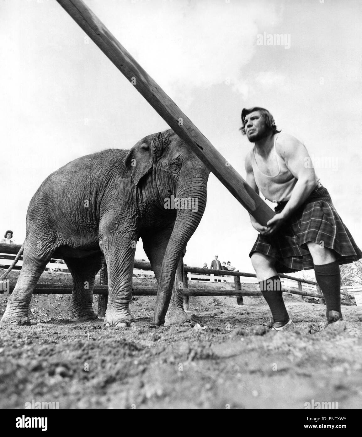 Man Tossing the caber with Tania the elephant watching: on 20th May 1973 Stock Photo