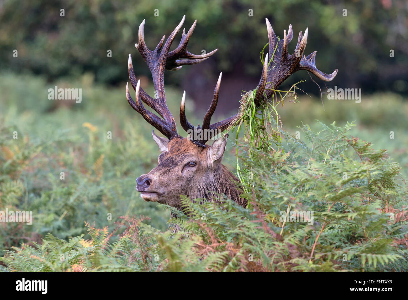 Red Deer stag during the annual rut Stock Photo