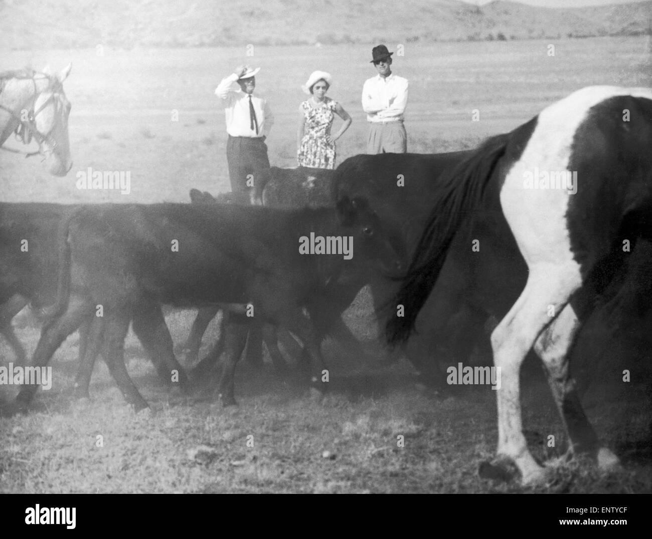 Royal Tour of Australia. The Queen and The Duke of Edinburgh watching stockmen round up cattle near Alice Springs. 18th March 1963. Stock Photo