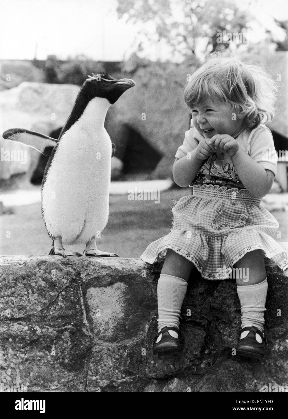 Rocky the Penguin never misses a chance to show off in front of the visitors to the Cotswold Wildlife Park, Burford, Oxfordshire. He was reared and preferred the company of two year old Nicola McNally to the other Penguins. May 1980. Stock Photo