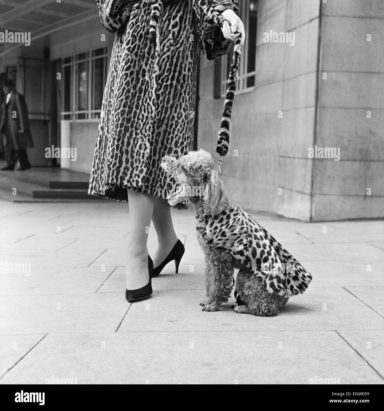 Fur coats for dogs. A doodle wearing a leopard print fur coat September 1957. Stock Photo