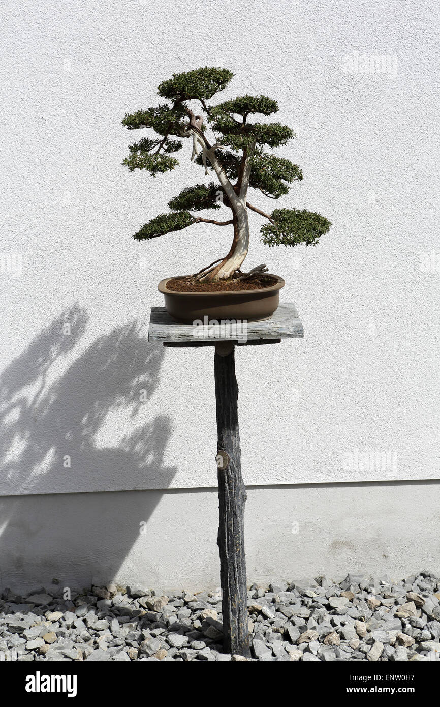 Garten bonsai hi-res stock photography and images - Alamy