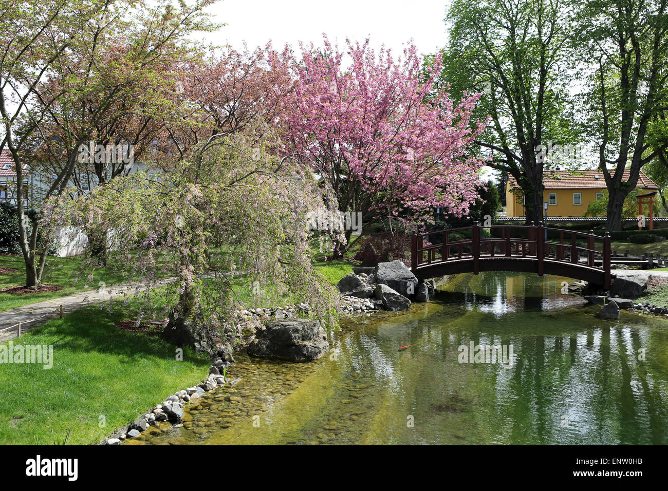Cherry Trees Blossom By An Arched Brdige In The Japanese Garden