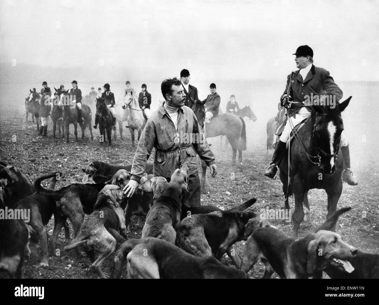 Drag Hunting: The hounds finally track down their 'fox' in the form of Henry Edwards who is still running in some 7th January 1973 Stock Photo