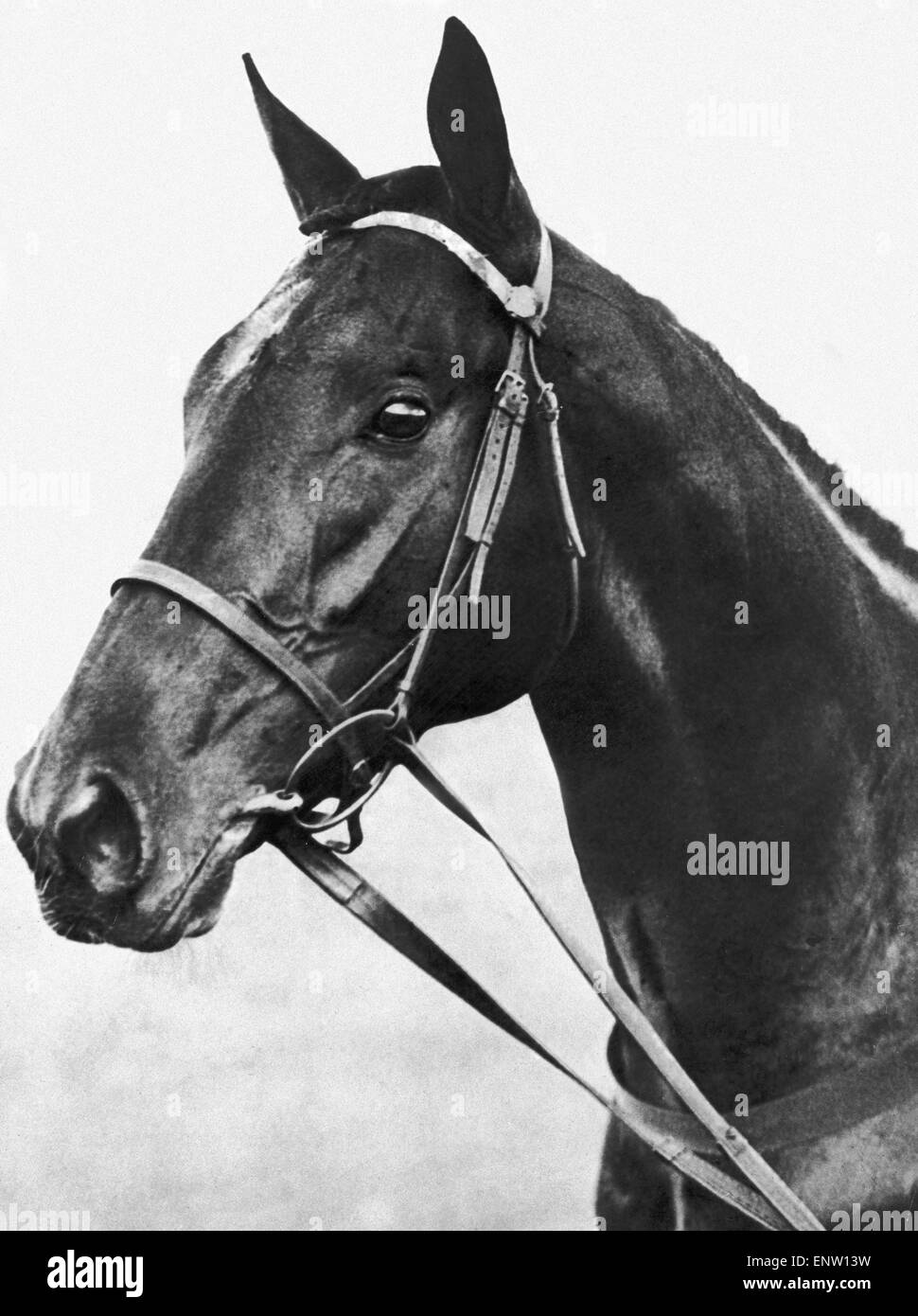 Windsor Lad 1934 Derby Winner. Circa 1934 Stock Photo Alamy