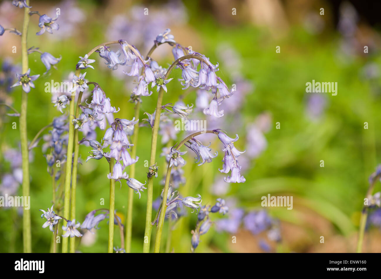 Spring sunshine sparkles life into an ancient chestnut beech woodland ...