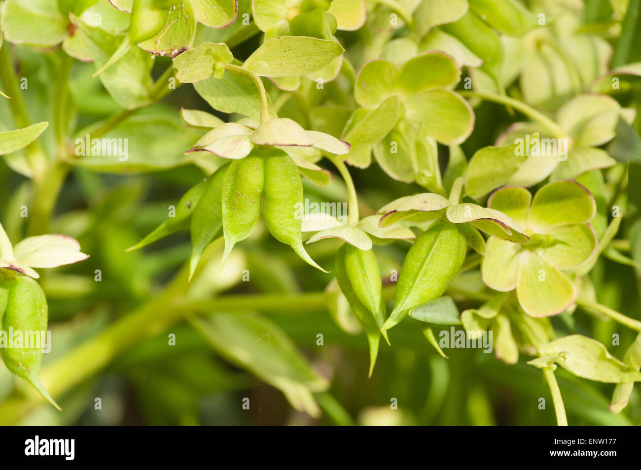 bright green seed cases of hellebore plant blend in with the green sepals from the flower whilst petals have been shed Stock Photo