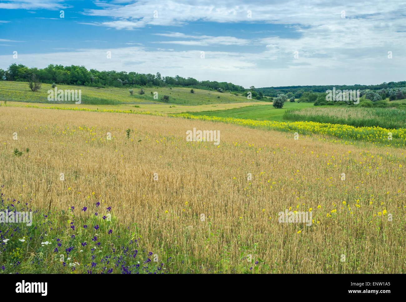 Ukrainian rural landscape at summer season. Stock Photo