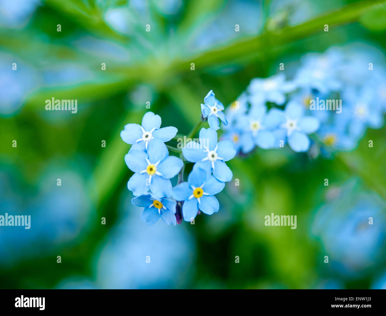 Spring Forget-Me-Nots growing in an English wood Stock Photo - Alamy