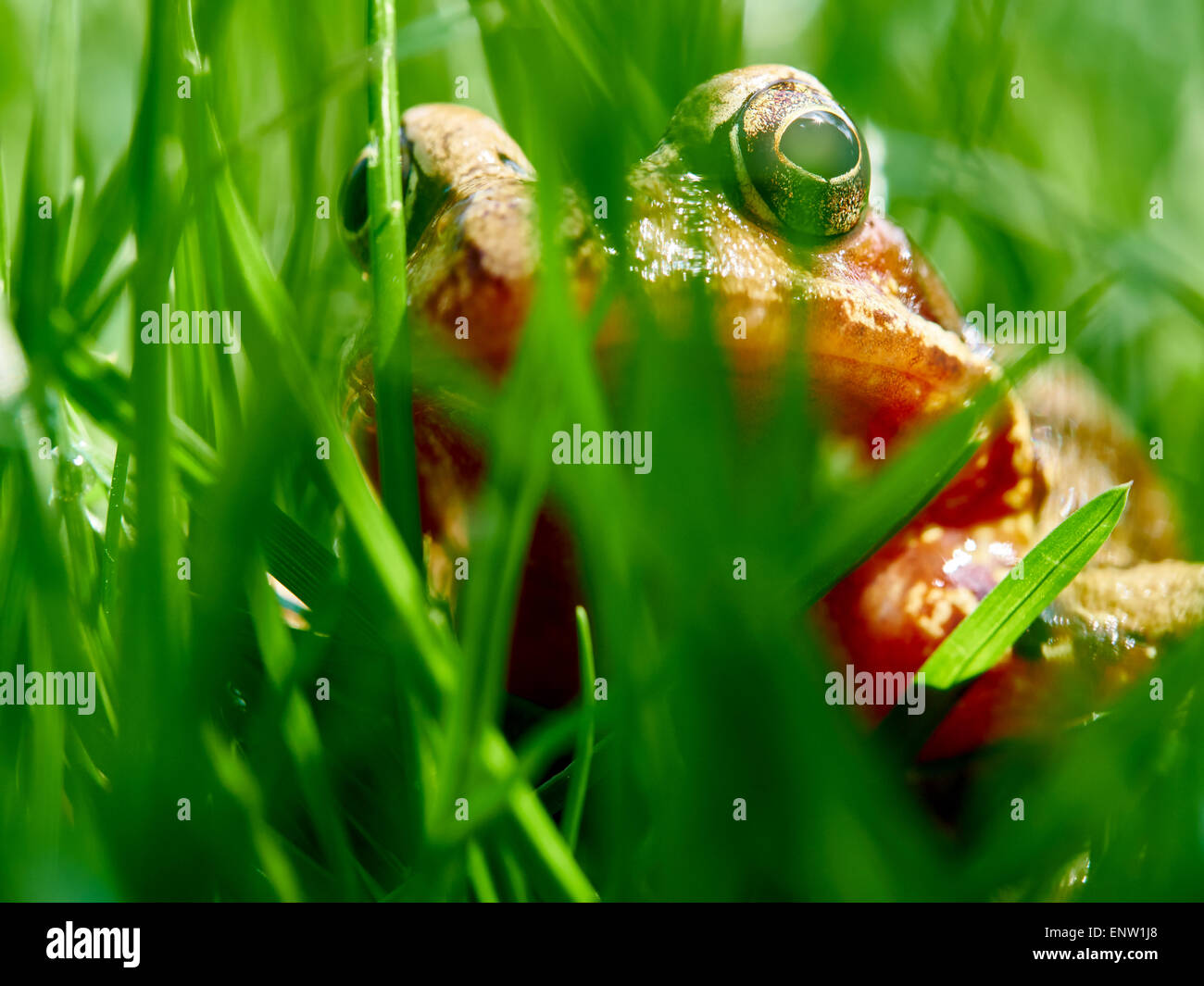 Frog peering through blades of grass on a garden lawn in Spring. Stock Photo