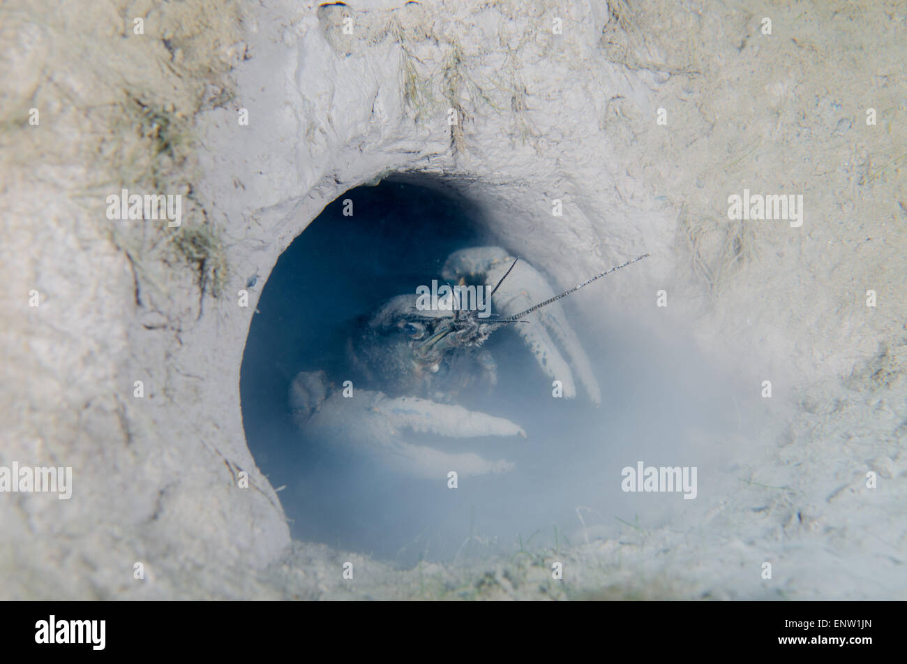 Invertebrate burrow hi-res stock photography and images - Alamy