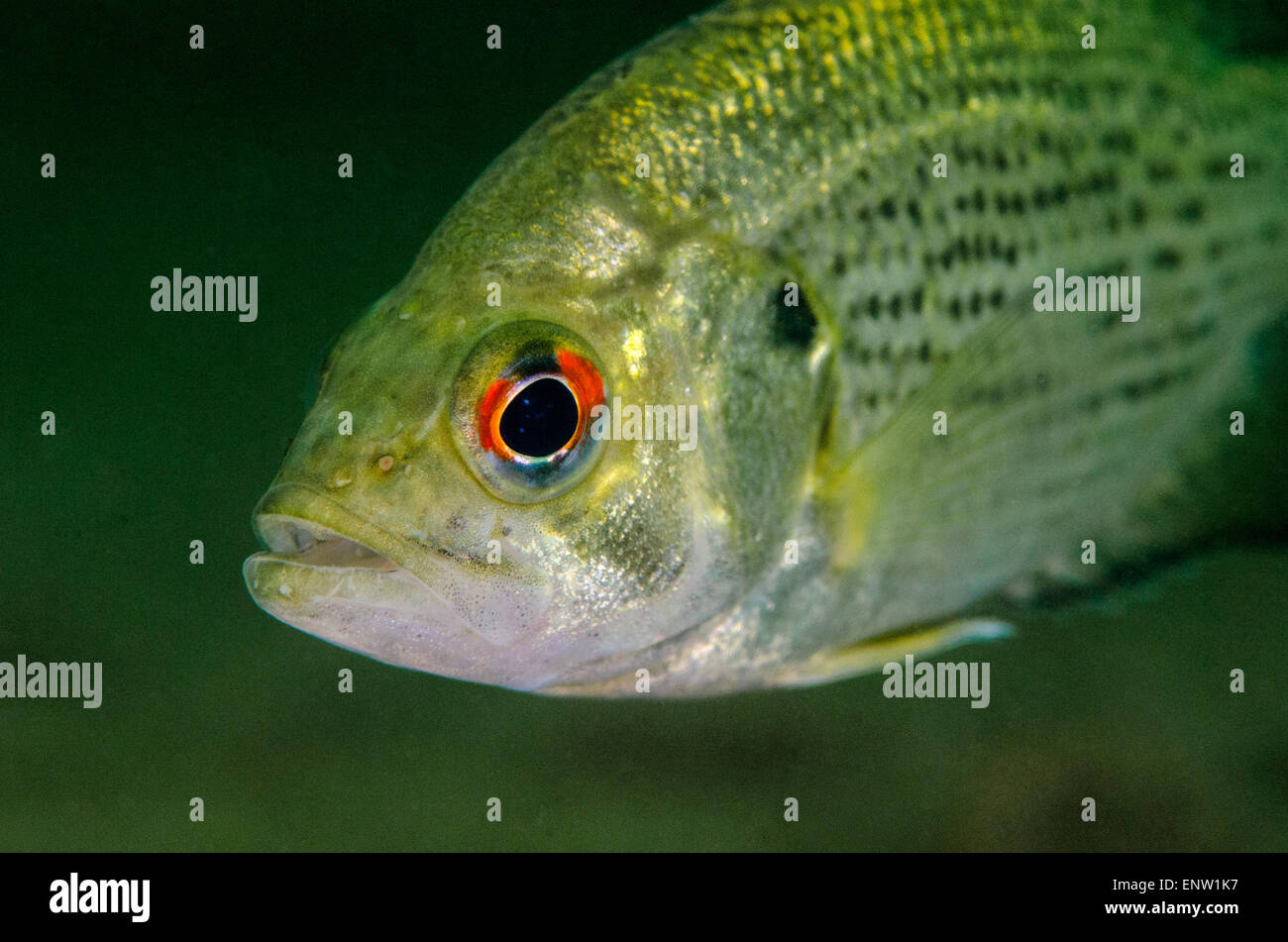 Close up of a rock bass freshwater fish Stock Photo Alamy
