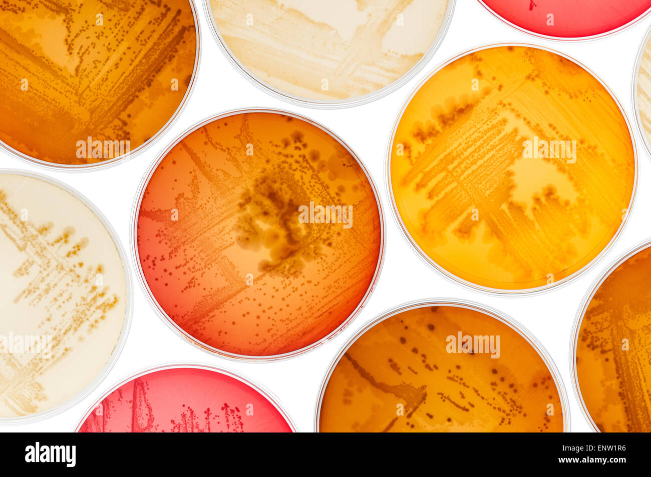 MacConkey agar a selective clinical microbiology lab culture medium to