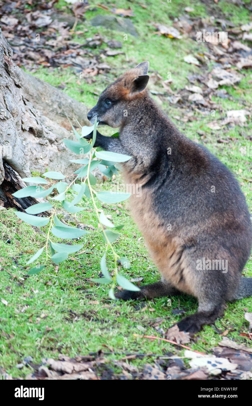 Captive wallaby hires stock photography and images Alamy