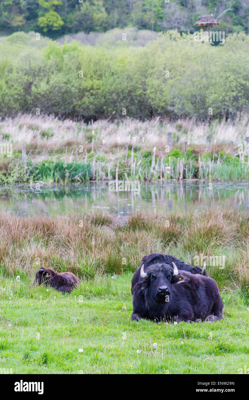 Water buffalo (Bubalus bubalis) at Cilgerran nature reserve. Stock Photo