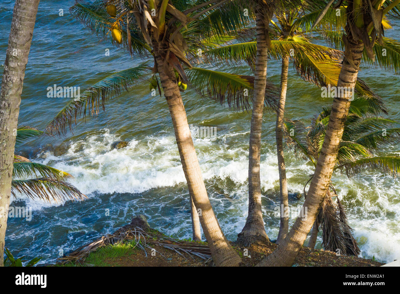 Strand of palm-trees above the beach at Bequia on the island of St Vincent Stock Photo
