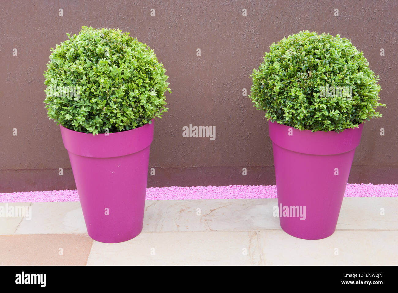 Buxus sempervirens - box balls RHS Malvern spring show 2014 Blush designed by Pip Probert Outer Spaces Design Ltd awarded Silver Stock Photo