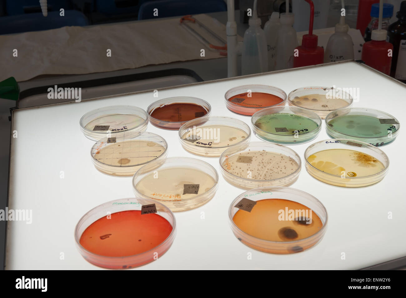selective clinical microbiology lab culture medium to isolate Gram ...