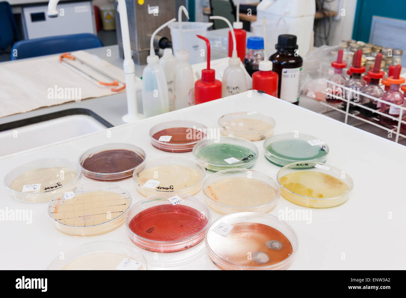 selective clinical microbiology lab culture medium to isolate Gram