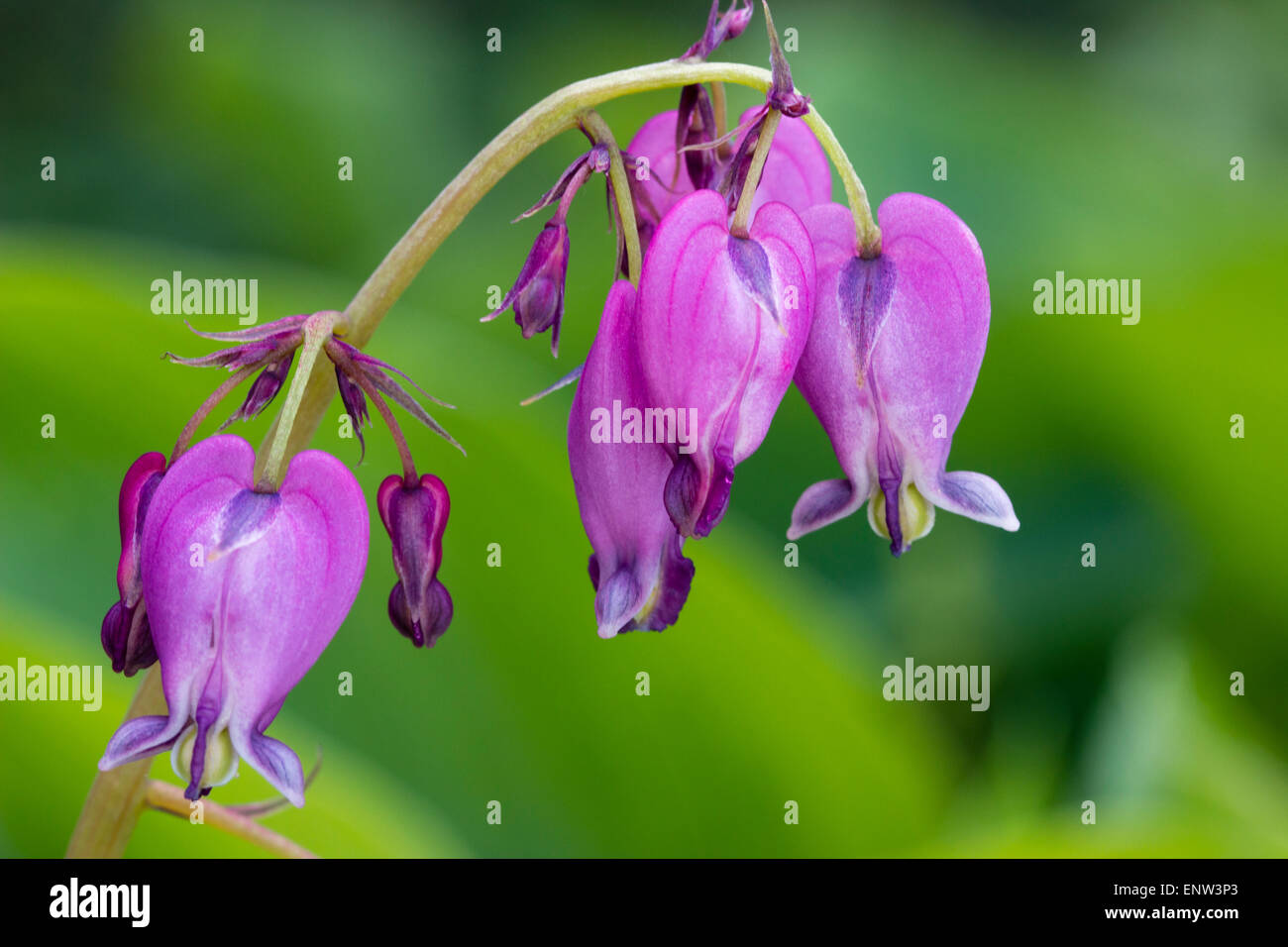 Bleeding heart flowers of the ferny leaved woodlander, Dicentra formosa Stock Photo