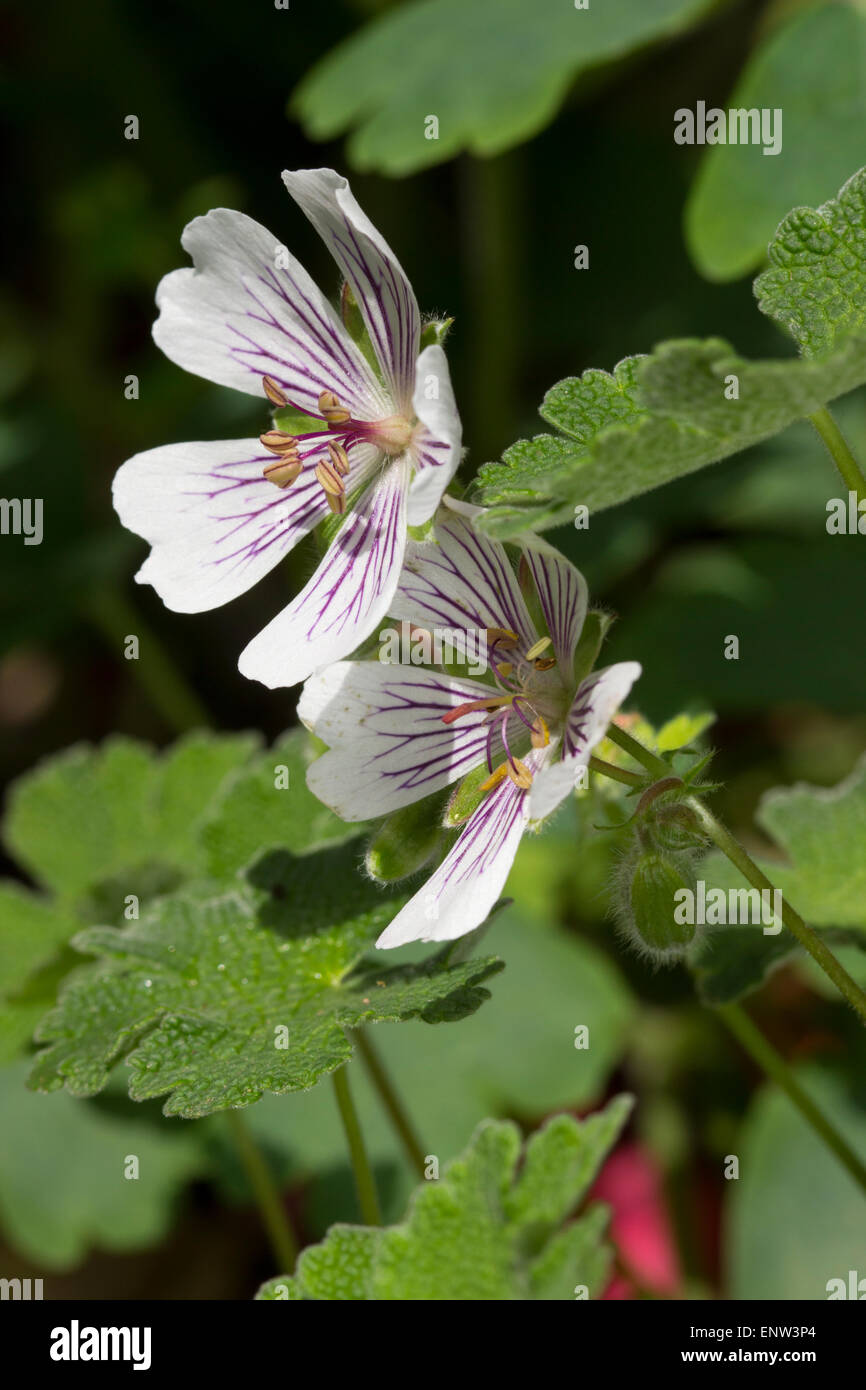 Flowers of the hardy evergreen perennial, Geranium renardii, a late spring - early summer bloomer Stock Photo