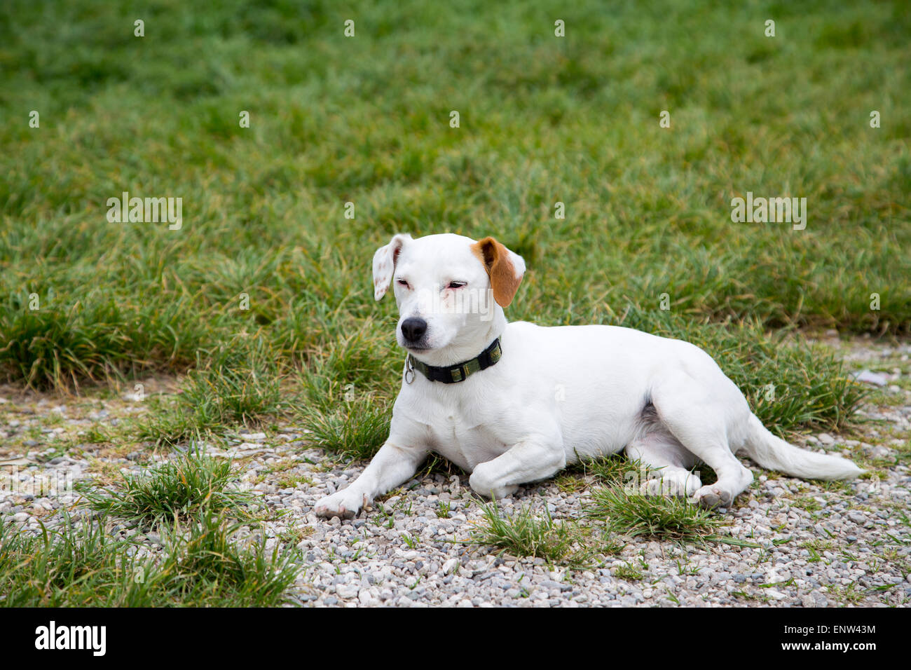 Little dog laying on grass look innocent and looking to the side. Cute Labrador mixed white cream color Stock Photo