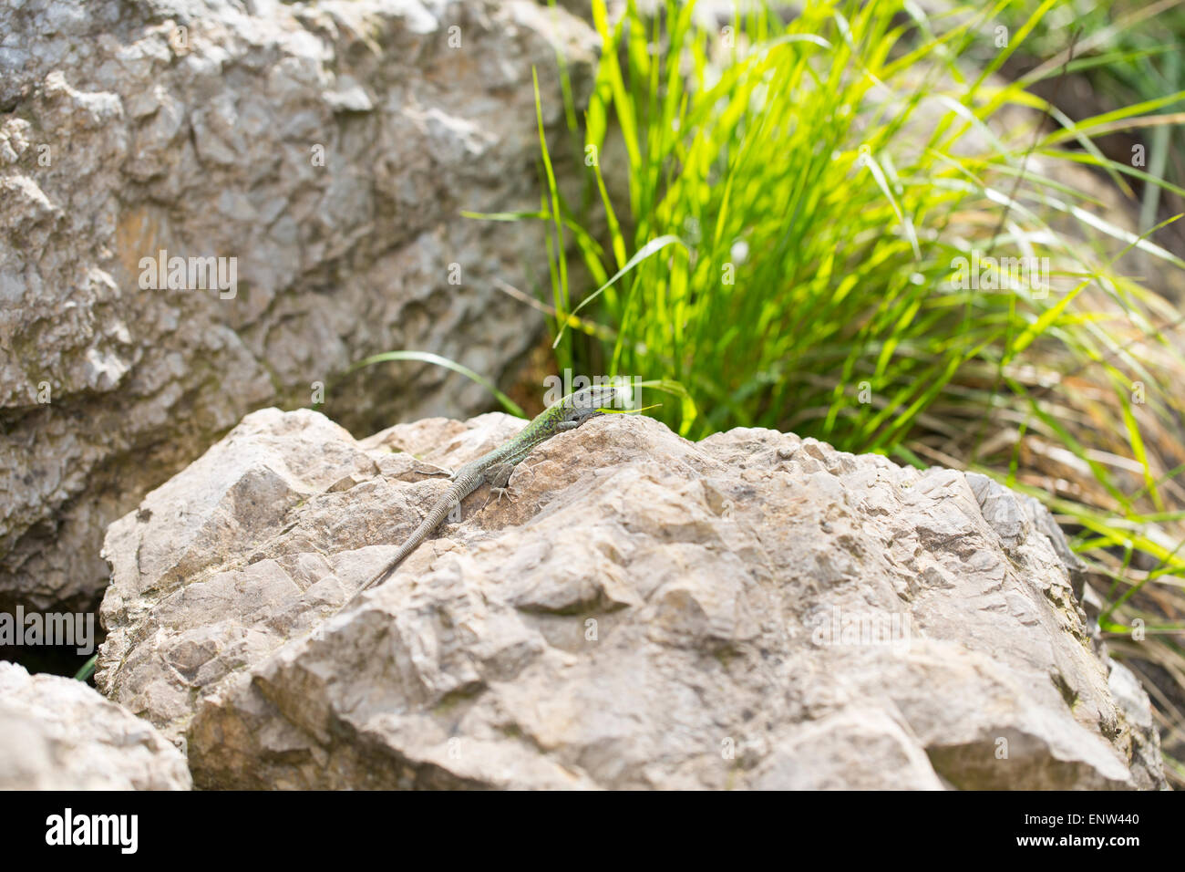 The Balkan green lizard waiting on rock, Lacerta trilineata. This species of lizard in the Lacertidae family Stock Photo