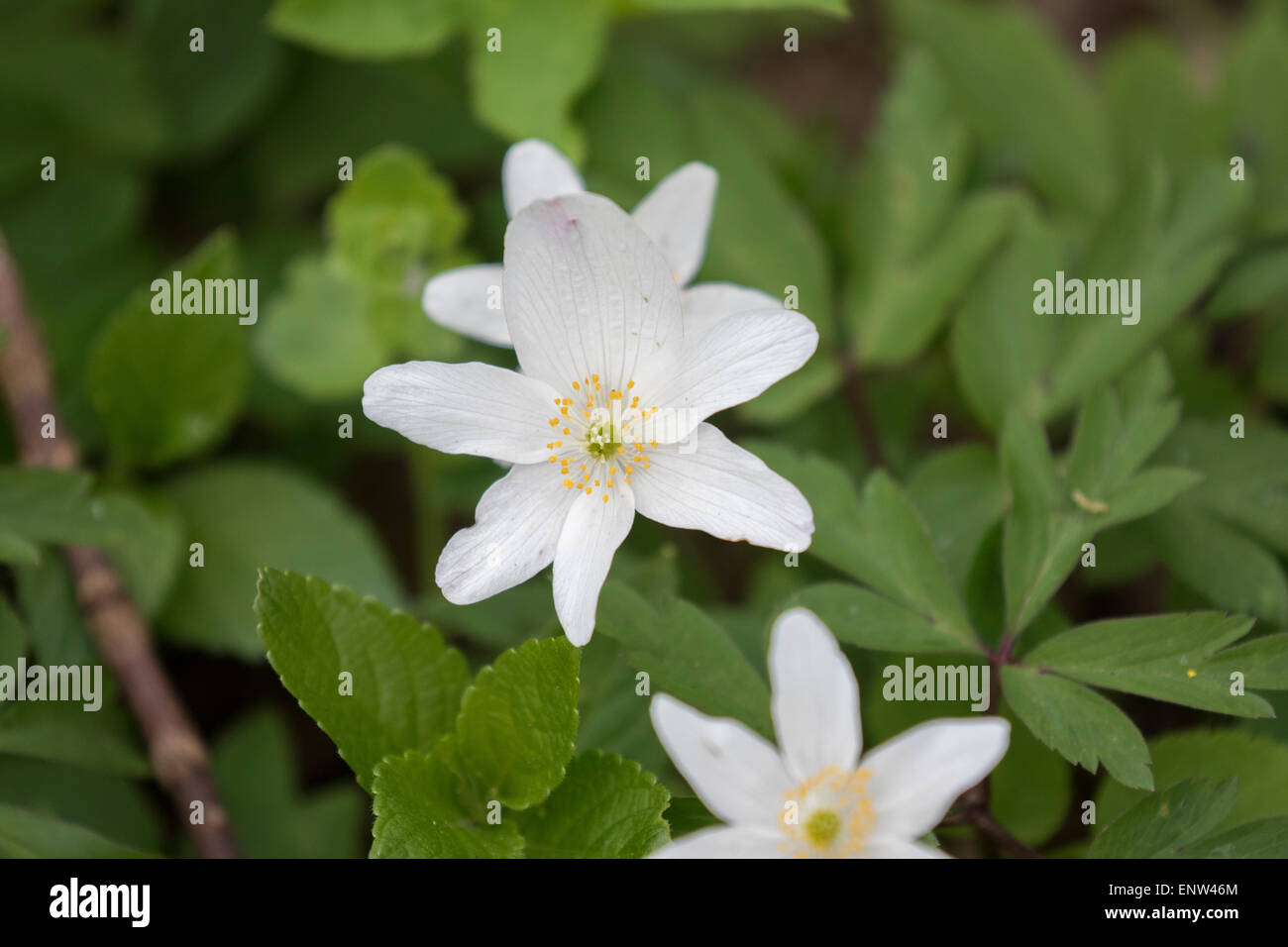 Anemone nemorosa - Wildflower. Common names: wood anemone, windflower, thimbleweed, and smell fox Stock Photo