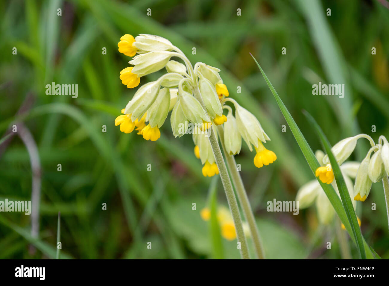 Primula veris - Wildflower Common name: Cowslip Stock Photo