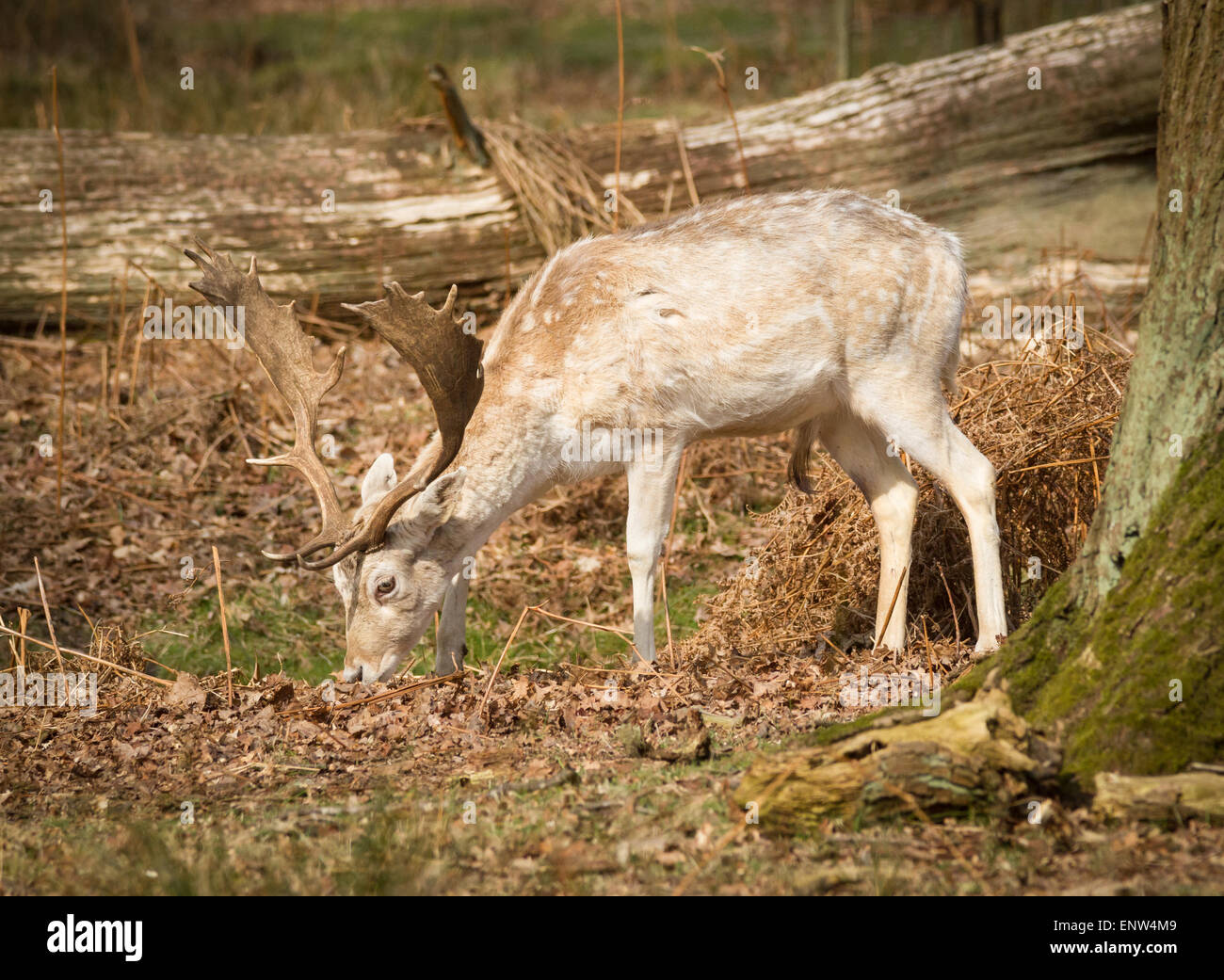 Standing fallow deer hi-res stock photography and images - Alamy