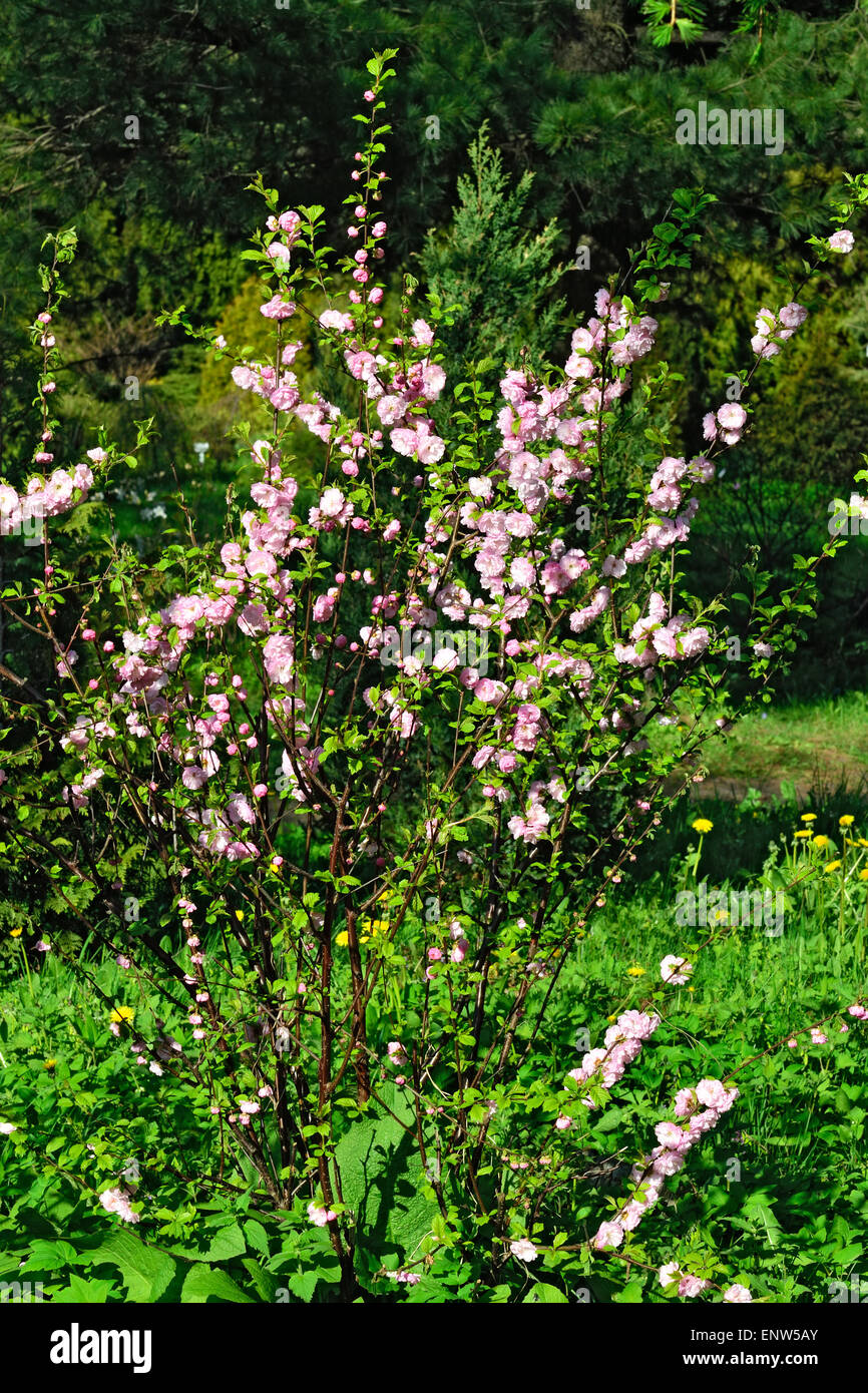 Almond blossoms (Prunus triloba Plena). Flowers closeup Stock Photo