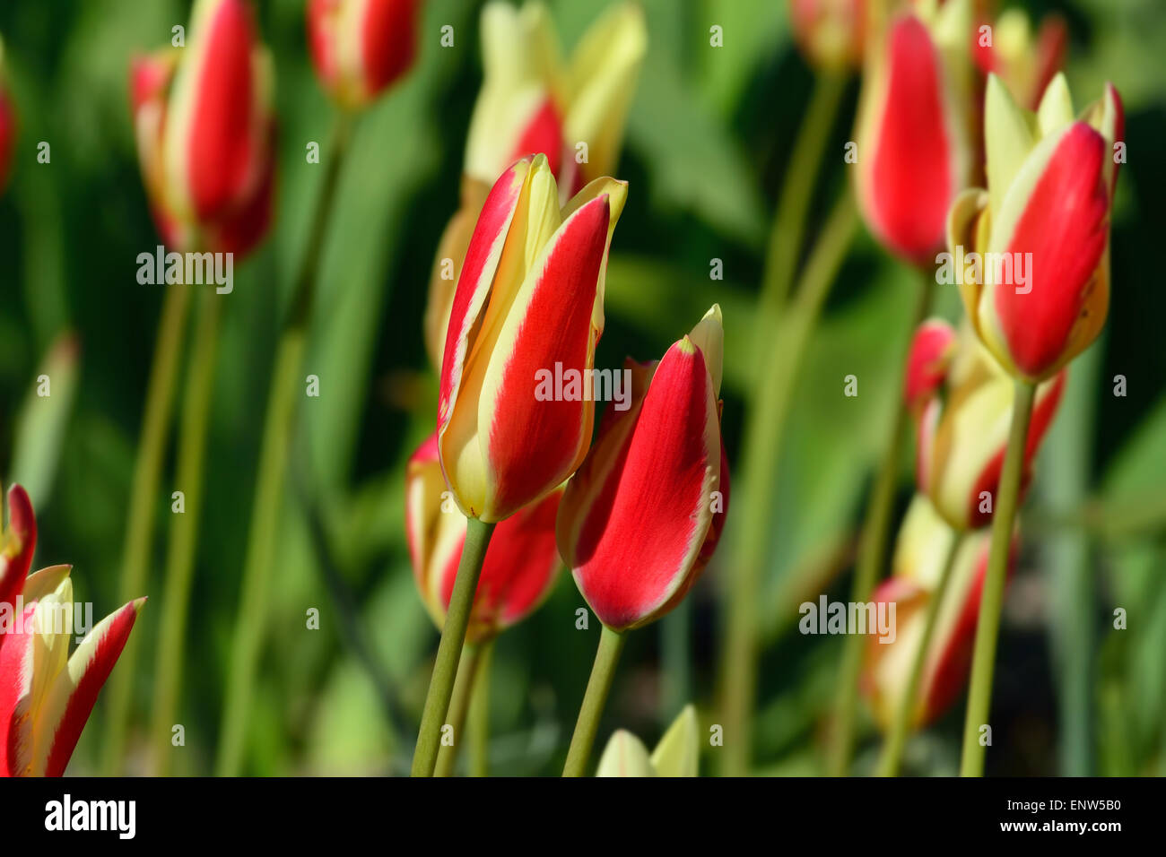 Red and yellow Tulips closeup in the bright sun Stock Photo - Alamy